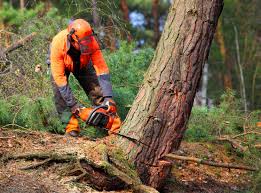 Best Commercial Tree Services  in Olmsted Falls, OH