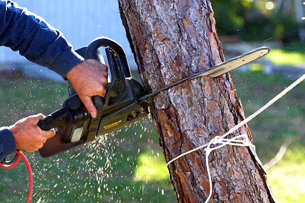 How Our Tree Care Process Works  in  Olmsted Falls, OH